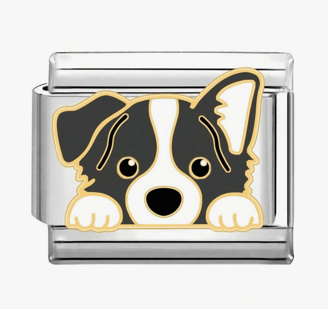 Charm Puppies — Border Collie